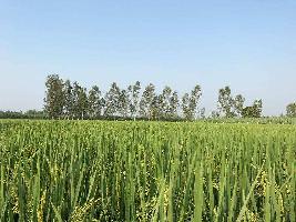  Agricultural Land for Sale in Nighasan, Lakhimpur Kheri