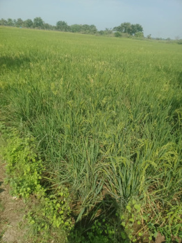  Agricultural Land for Sale in Koradacheri, Thiruvarur