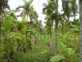  Agricultural Land for Sale in Challakere, Chitradurga