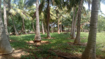  Agricultural Land for Sale in Panagudi, Tirunelveli