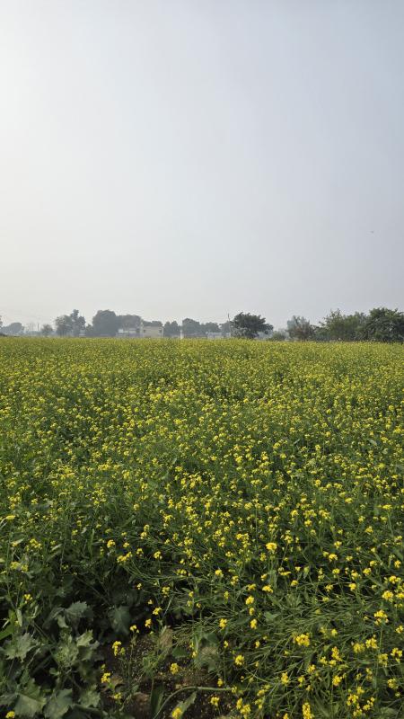  12 Acre Agricultural/Farm Land for Rent in Sohna Palwal Road, Gurgaon