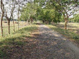 4.5 Bigha Commercial Land for Sale in Mirzapur, Bardhaman