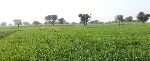  Agricultural Land for Sale in Mundra, Kutch