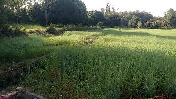  Agricultural Land for Sale in Horawala, Dehradun