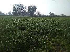  Agricultural Land for Sale in Raya, Mathura
