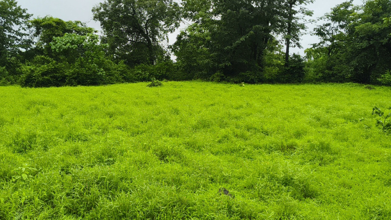  Agricultural Land 30 Acre for Sale in Tala, Raigad