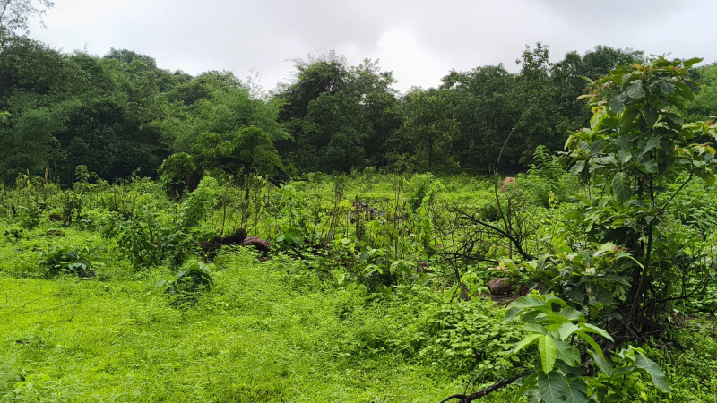  Agricultural Land 30 Acre for Sale in Tala, Raigad