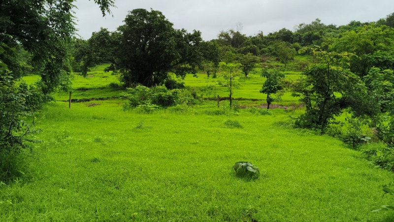  Agricultural Land 10 Acre for Sale in Tala, Raigad