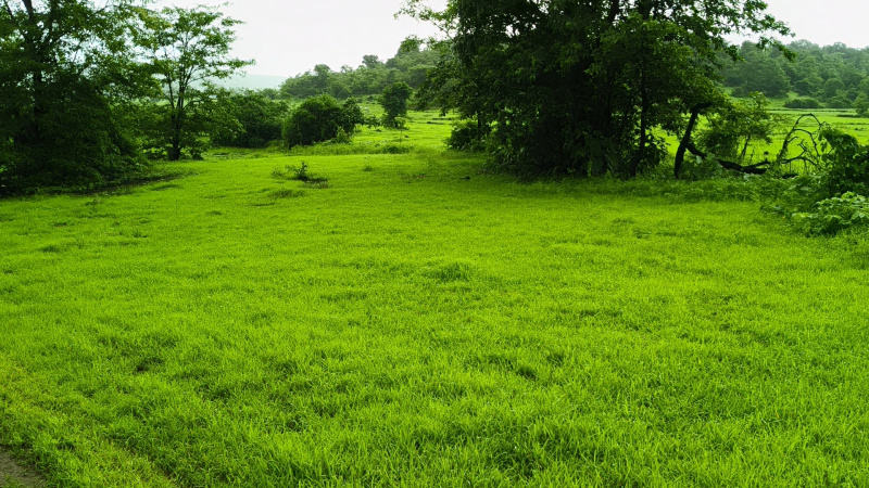  Agricultural Land 10 Acre for Sale in Tala, Raigad