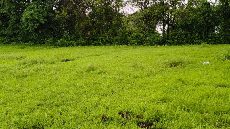  Agricultural Land 10 Acre for Sale in Tala, Raigad