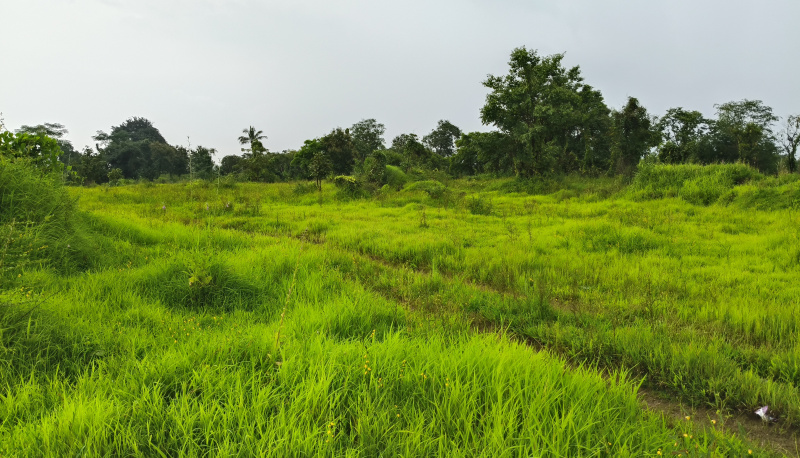  Agricultural Land 5 Acre for Sale in Kolad, Raigad