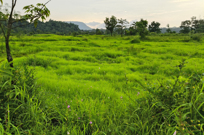  Agricultural Land 5 Acre for Sale in Kolad, Raigad