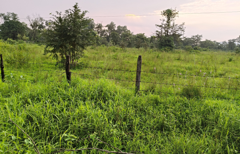  Agricultural Land 5 Acre for Sale in Kolad, Raigad