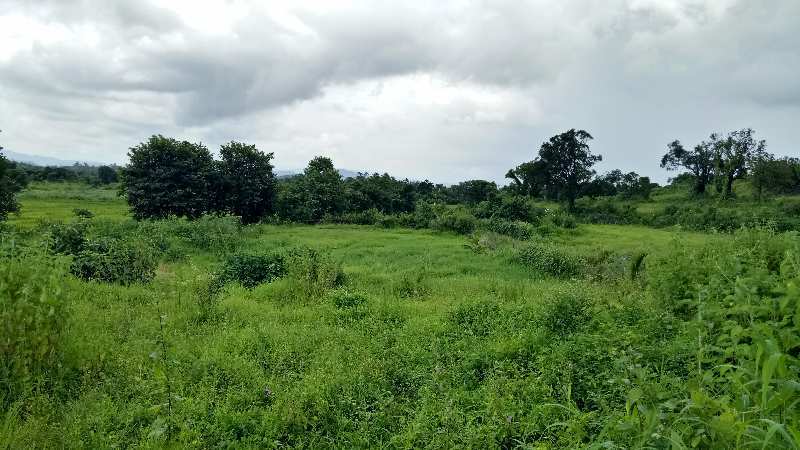  Agricultural Land 55 Acre for Sale in Mangaon, Raigad