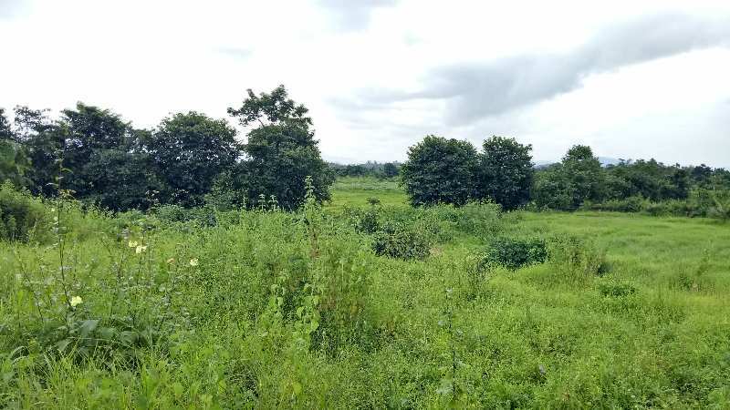  Agricultural Land 55 Acre for Sale in Mangaon, Raigad