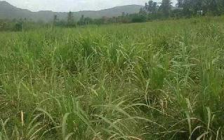  Agricultural Land for Sale in Ambur, Vellore