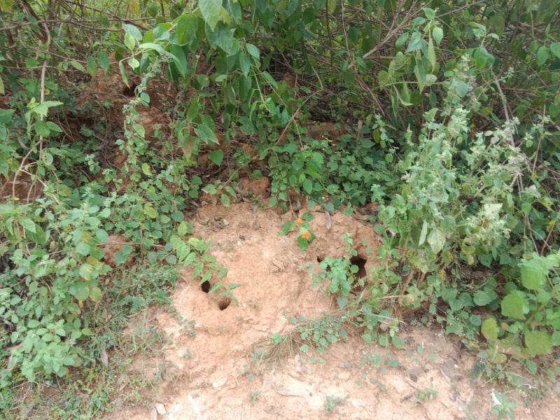  70 Acre Agricultural/Farm Land for Sale in Khalesar, Umaria