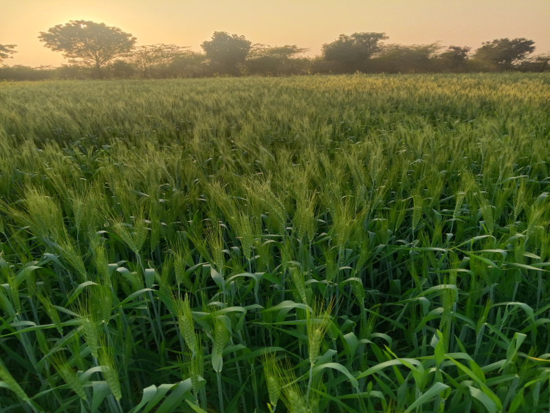  10000 Sq.ft. Commercial Land for Sale in Khalesar, Umaria