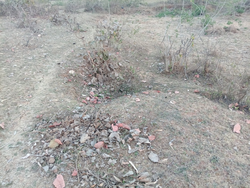  2 Acre Commercial Land for Sale in Khalesar, Umaria