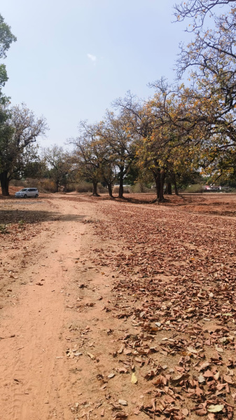 10 Acre Agricultural/Farm Land for Sale in Beohari, Shahdol