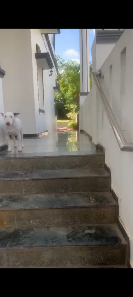 5 BHK 3100 Sq.ft. House for Sale in Cholanayakanahalli, Bangalore