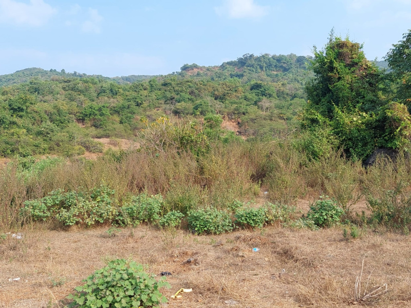  Agricultural Land 25 Acre for Sale in Murud, Raigad