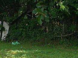  Residential Plot for Sale in Chunnambuthara, Palakkad