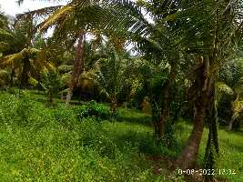  Agricultural Land for Sale in Alathur, Palakkad