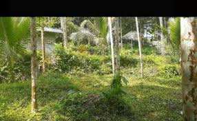  Agricultural Land for Sale in Velanthavalam, Palakkad