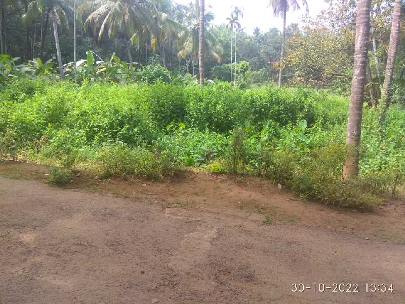 Commercial Land for Sale in Kanjikode, Palakkad (REI1091906)
