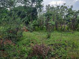 Residential Plot 10 Cent for Sale in Kollengode, Palakkad