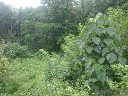 Residential Plot 10 Cent for Sale in Marutha Road, Palakkad
