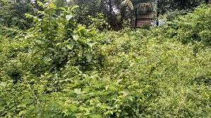 Residential Plot 25 Cent for Sale in Kannadi, Palakkad