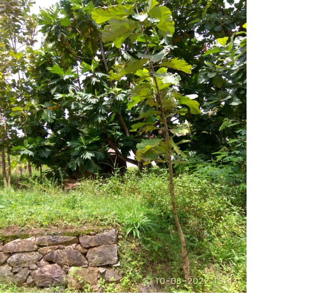 Residential Plot 150 Cent for Sale in Chelannur, Kozhikode