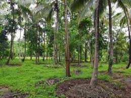 Agricultural Land 350 Cent for Sale in Chittur, Palakkad