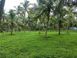 Agricultural Land 7 Acre for Sale in Hosur, Bangalore