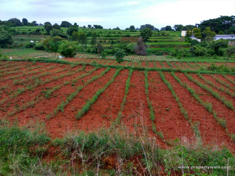 Agricultural Land 9 Acre for Sale in Gauribidanur,