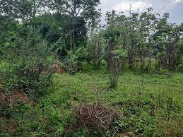 Residential Plot 67 Cent for Sale in