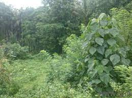 Residential Plot 12 Cent for Sale in Pathirippala, Palakkad