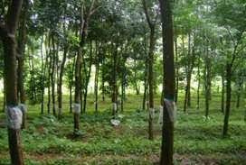 Agricultural Land 3 Acre for Sale in Pathirippala, Palakkad