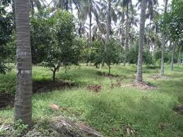 Residential Plot 14 Acre for Sale in