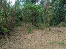 Residential Plot 45 Cent for Sale in Chittoor, Palakkad