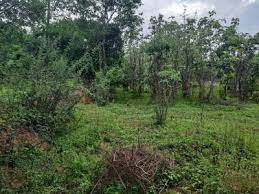 Agricultural Land 120 Cent for Sale in Kongad, Palakkad