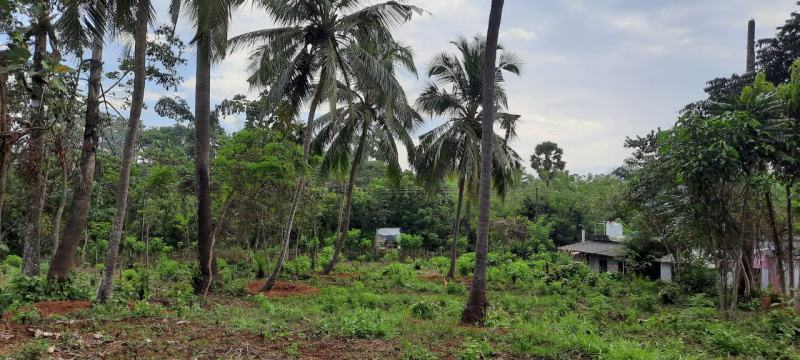 Commercial Land 54 Cent for Sale in Olavakkode, Palakkad