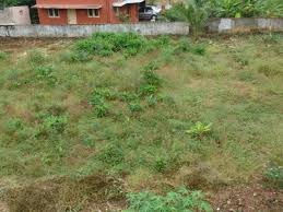 Agricultural Land 1 Acre for Sale in Vadakkencherry, Palakkad