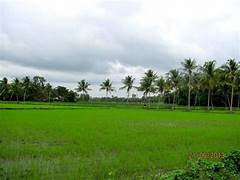  Agricultural Land 13 Cent for Sale in Kollengode, Palakkad