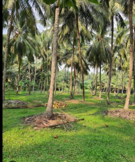  Agricultural Land 45 Acre for Sale in Anaimalai, Coimbatore