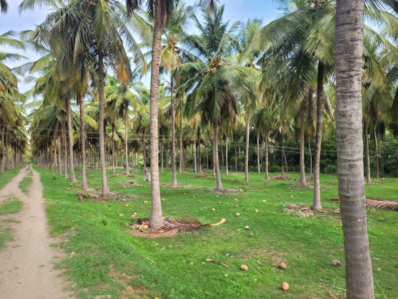  Agricultural Land 40 Acre for Sale in Pollachi, Coimbatore