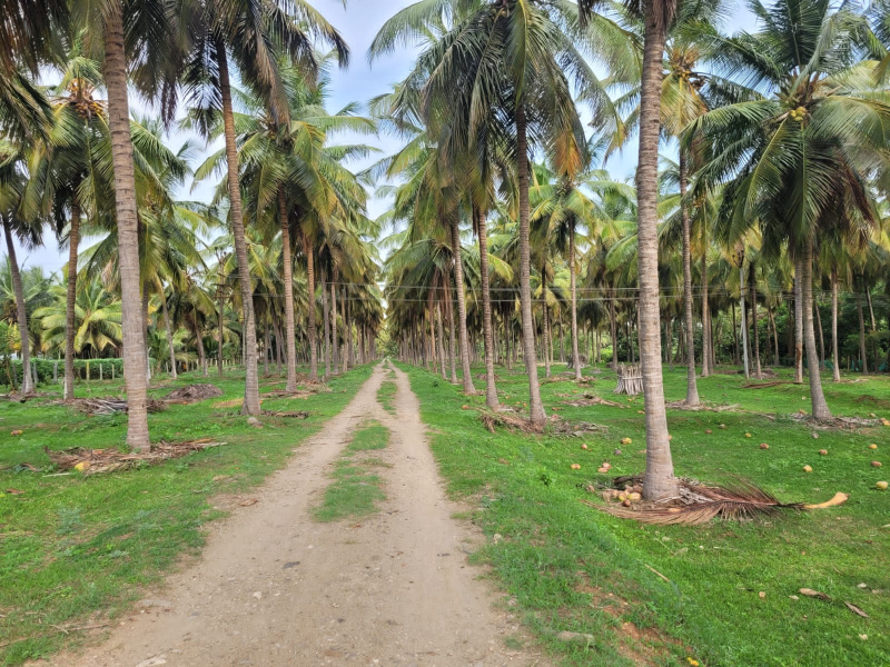  Agricultural Land 40 Acre for Sale in Pollachi, Coimbatore