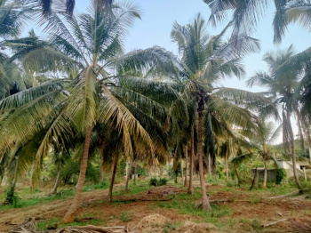  Agricultural Land for Sale in Kozhinjampara, Palakkad